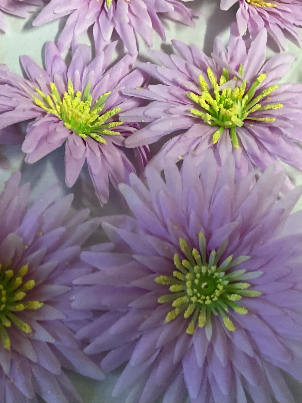 Lavender 5” Daisy with yellow centers, (47) total flower heads only.